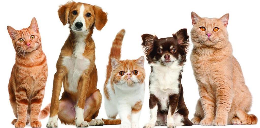 Доска объявлений о животных | ЗооТом - продажа, вязка и услуги для животных в Касимове