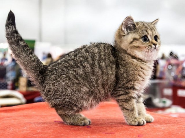 Породы кошек в Касимове | ЗооТом портал о животных