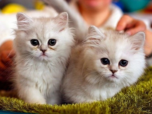Породы кошек в Касимове | ЗооТом портал о животных