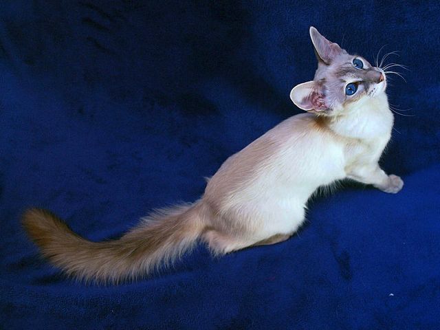 Выведенные породы кошек в Касимове | ЗооТом портал о животных