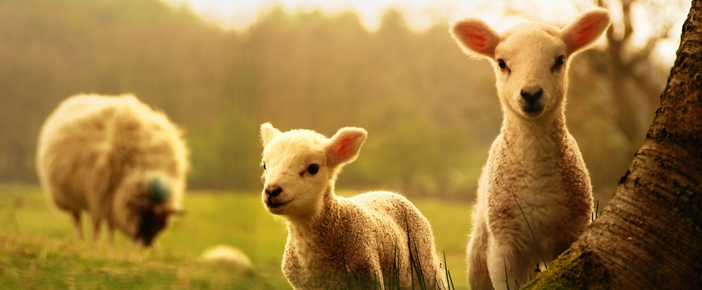 Объявления о сельскохозяйственных животных | ЗооТом - продажа, вязка и услуги для животных в Касимове