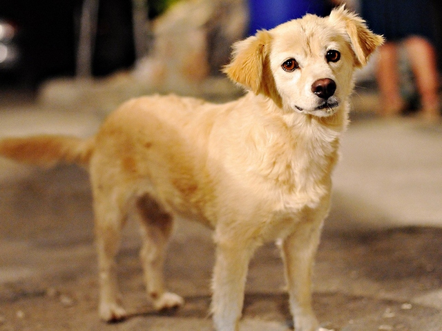 Породы собак в Касимове | ЗооТом портал о животных