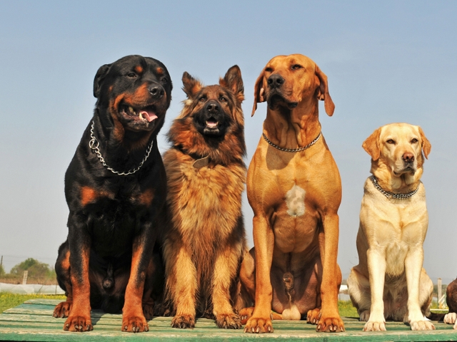 Крупные породы собак в Касимове | ЗооТом портал о животных